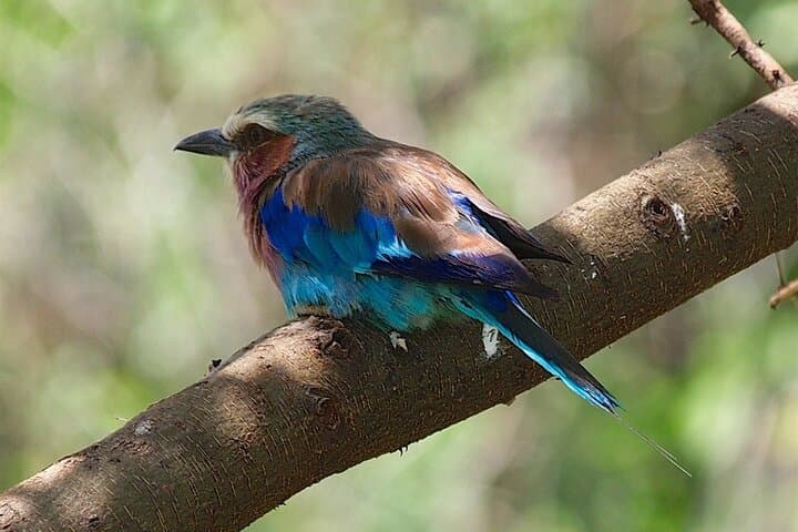 3-Day Safari: Lake Manyara, Ngorongoro Crater & Tarangire National Park photo 5