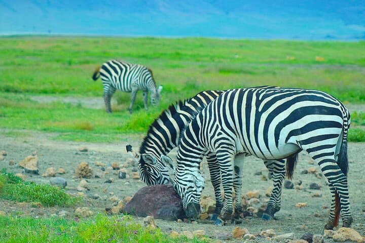 3-Day Safari: Lake Manyara, Ngorongoro Crater & Tarangire National Park photo 6