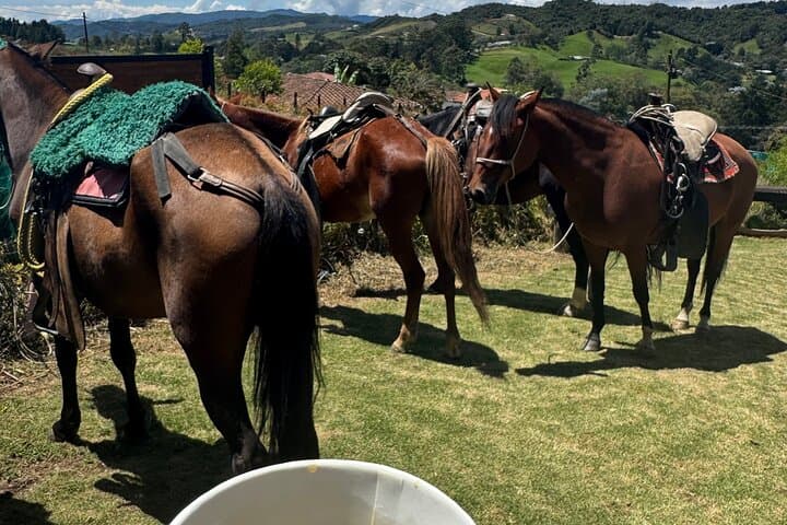 Horseback Riding Near Medellín: Mountain Trails, Local Lunch & Bilingual Guide photo 2