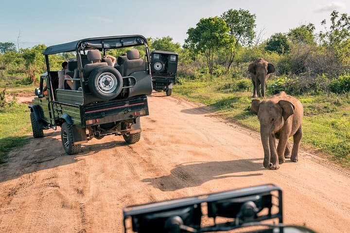 Big Five Safari at Aquila and Fairview Wine Tasting — Day Trip from Cape Town