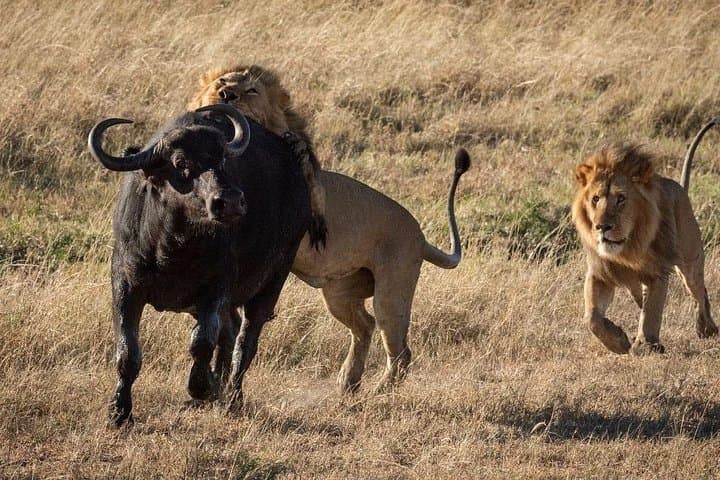 Aquila Big 5 Safari Day Tour and Wine Tasting from Cape Town photo 1