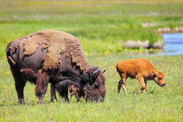 Yellowstone Lower Loop Safari from Jackson Hole — Full-Day Geysers & Wildlife photo 5