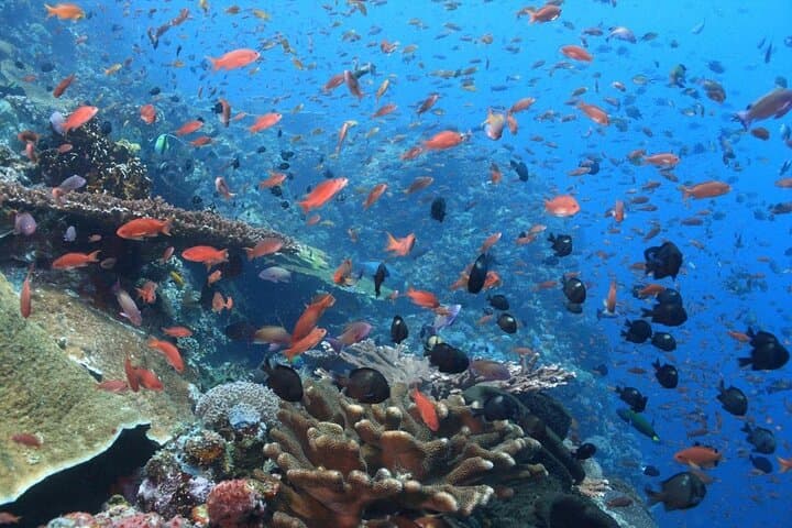 Blue Lagoon Snorkeling in Bali: Marine Gardens, Turtles & Waterfall Add-Ons photo 5
