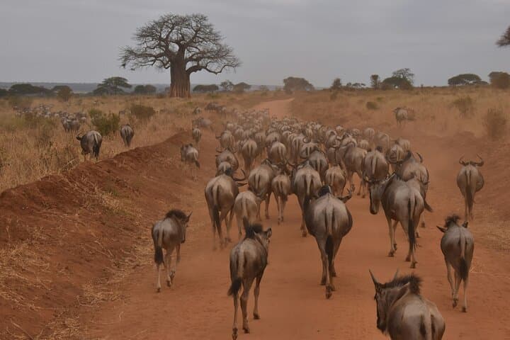 7-Day Tanzania Safari: Tarangire, Ngorongoro Crater & Serengeti Wildlife photo 4