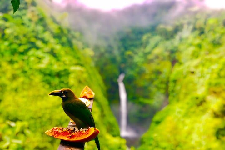 Premium Arenal Volcano, Waterfall & Thermal Day Trip from San José photo 4