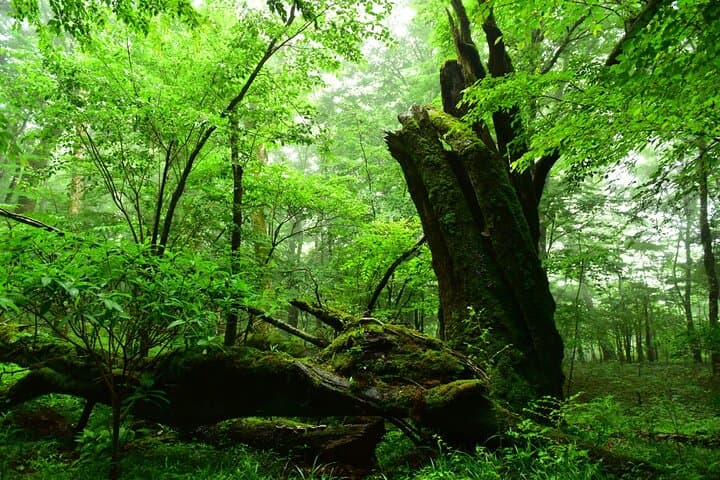 Fuji Forest Trek: 4-Hour Guided Nature Walk from Shin-Fuji