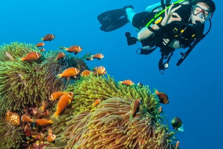 Yanbu Scuba Diving for Beginners: Shore & Boat Dives at Sharm Yanbu photo 2
