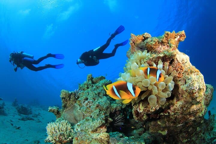 Yanbu Scuba Diving for Beginners: Shore & Boat Dives at Sharm Yanbu photo 3