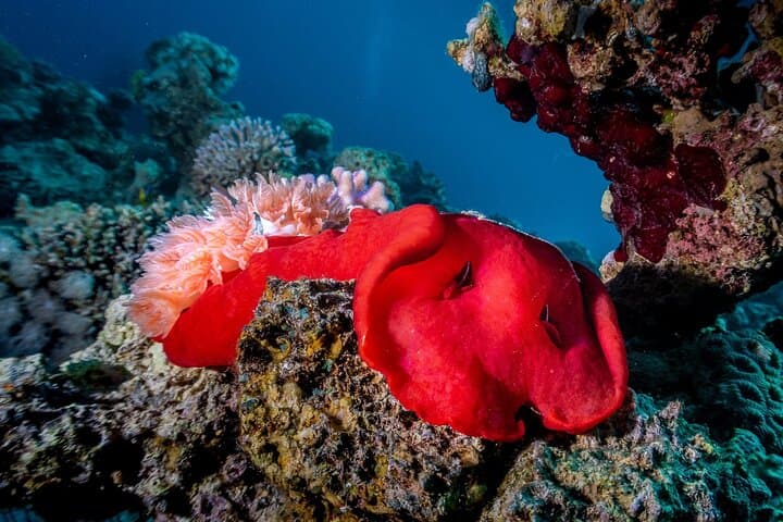 Yanbu Scuba Diving for Beginners: Shore & Boat Dives at Sharm Yanbu photo 4