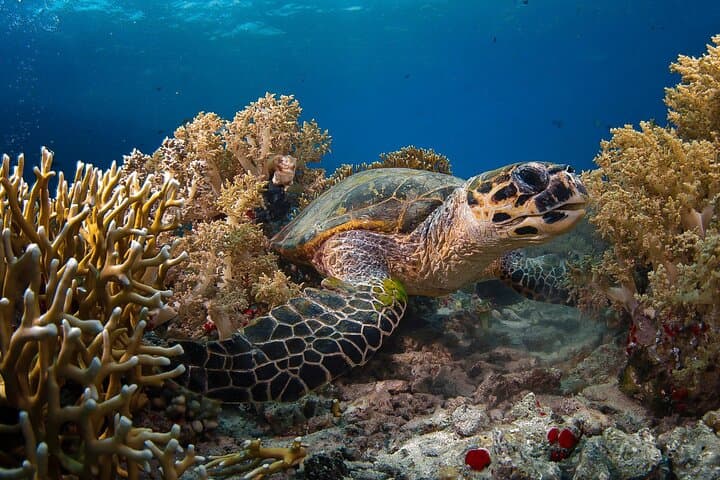 Yanbu Scuba Diving for Beginners: Shore & Boat Dives at Sharm Yanbu photo 6