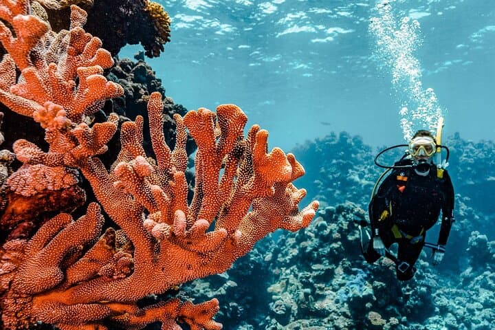 Private Red Sea Diving Tour in Yanbu — Al-Fasma, Al-Qadr, Wrecks & Seven Sisters photo 3