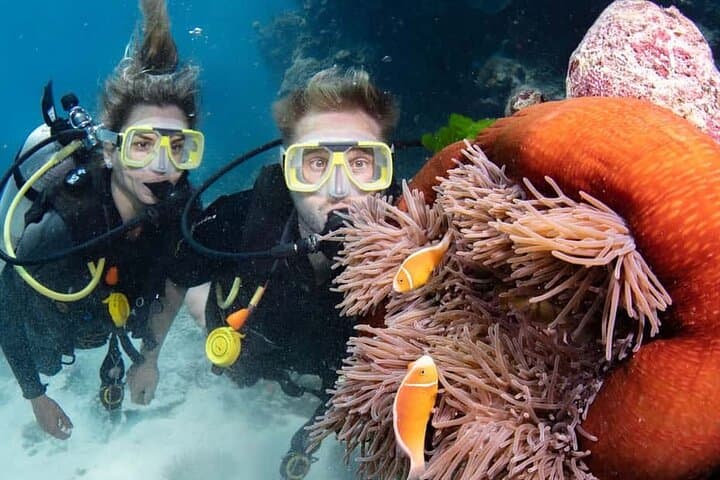 Private Red Sea Diving Tour in Yanbu — Al-Fasma, Al-Qadr, Wrecks & Seven Sisters photo 6