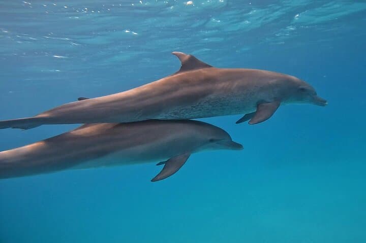 Dolphin House Hurghada: Guided Swim & Snorkel Day Trip with Lunch photo 6