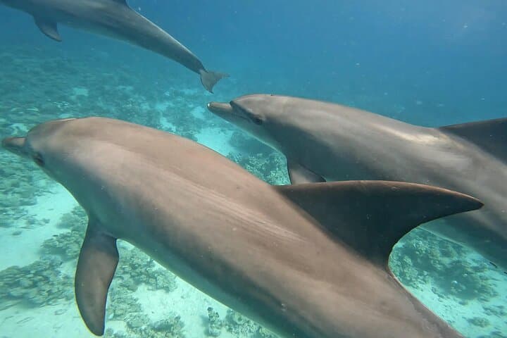 Dolphin House Hurghada: Guided Swim & Snorkel Day Trip with Lunch photo 3
