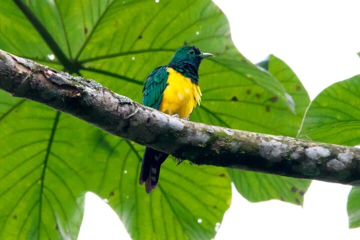 São Tomé Waterfall, Organic Coffee & Forest Community Tour photo 3