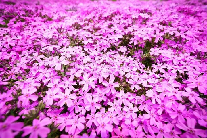 Morning Light at Mt. Fuji: Cherry Blossoms and Shibazakura Day Trip from Tokyo photo 4