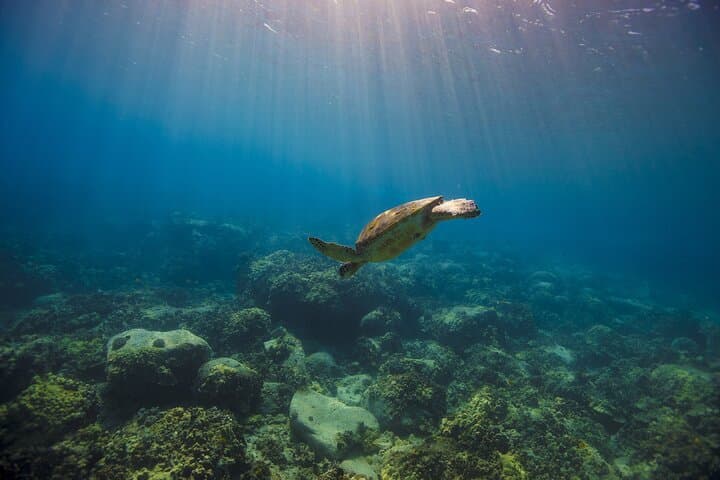 Snorkel with Turtles Off Tenerife: A Boat Adventure from Los Cristianos