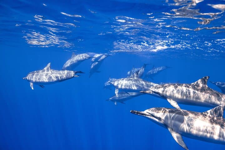 Snorkel with Turtles Off Tenerife: A Boat Adventure from Los Cristianos photo 5