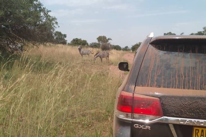 Premium Land Cruiser V8 Safari in Akagera National Park photo 5