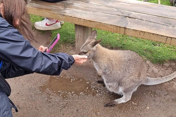 Phillip Island Penguin Parade: Luxury Wildlife Tour from Melbourne photo 6
