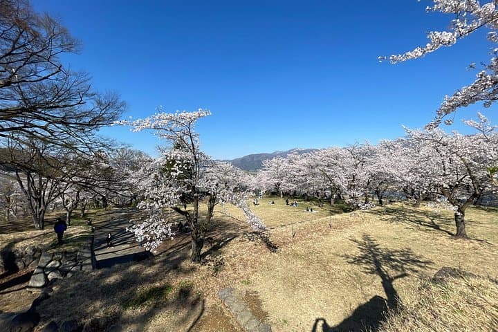 Iiyama Castle Cherry Blossoms & Nozawa Onsen Morning Tour — Spring Walks and Local Onsens photo 2