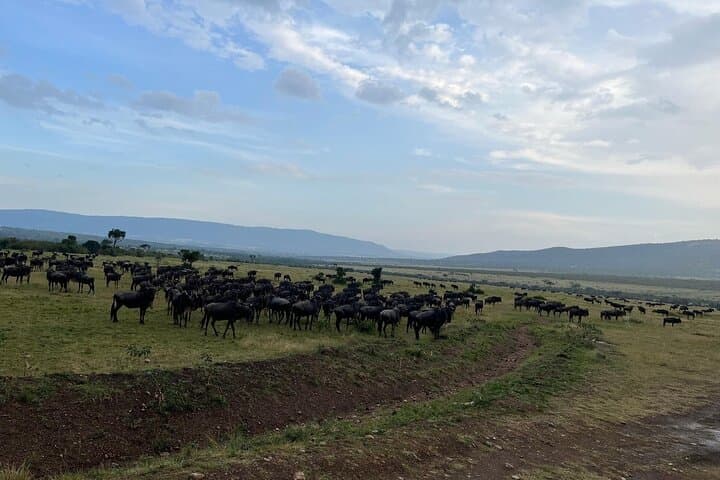 3-Day Maasai Mara Safari: Shared Jeep Tour from Nairobi photo 5