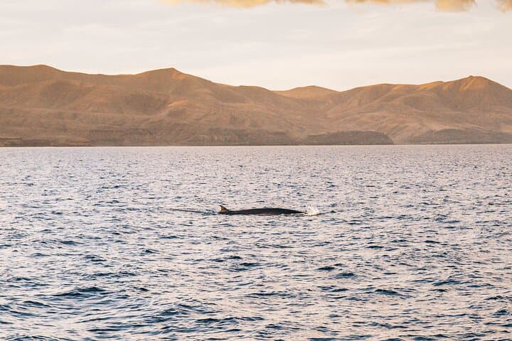 Sunset Catamaran Cruise in Puerto del Carmen — 2-Hour Dolphins & Drinks photo 5
