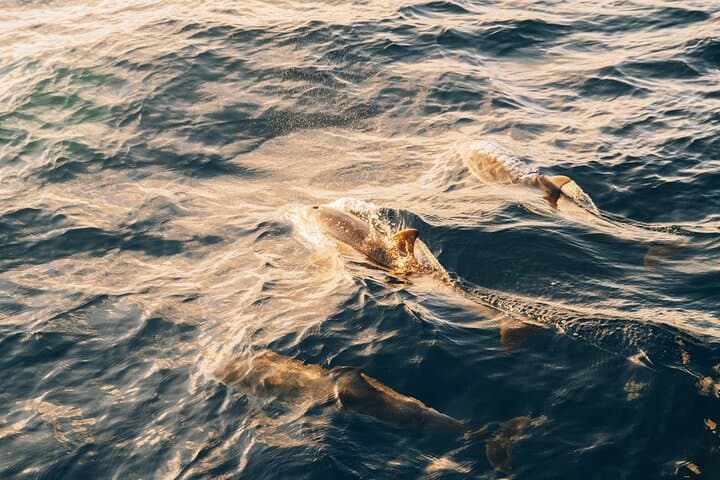 Sunset Catamaran Cruise in Puerto del Carmen — 2-Hour Dolphins & Drinks photo 4