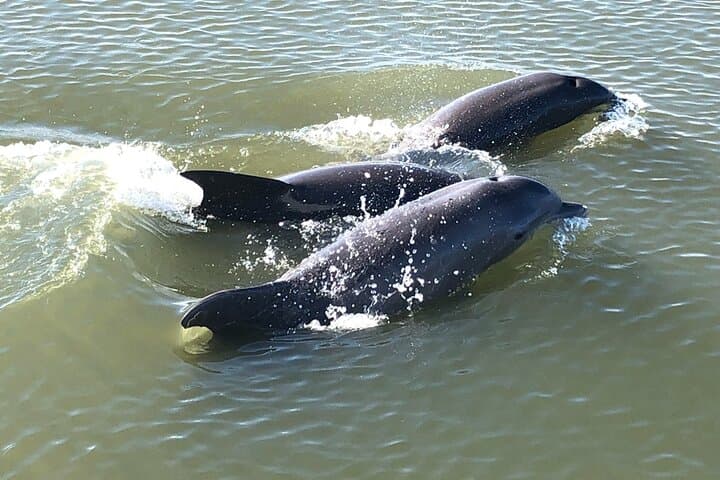 Private Morning Sail on Mystique — Charleston Dolphin Watching & Harbor History Cruise photo 4
