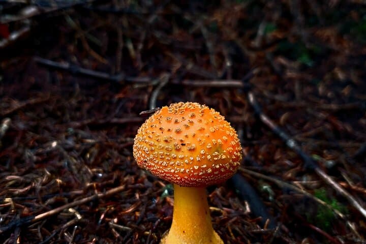 Hike to Shining Rock Gap: Guided Art Loeb Trail Trek to Quartz Outcrops photo 4