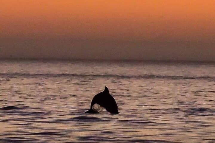 Johns Pass Sunset Cruise: Free Beer, Gulf Beaches & Evening Wildlife photo 2