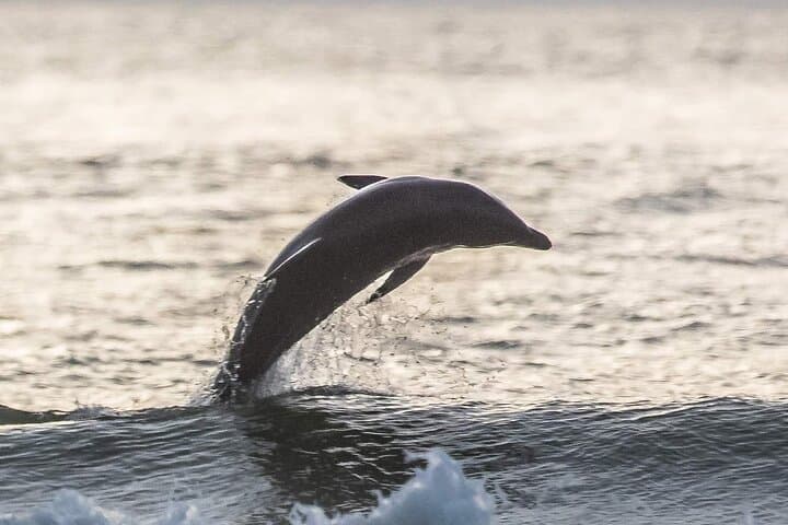 Johns Pass Sunset Cruise: Free Beer, Gulf Beaches & Evening Wildlife photo 3