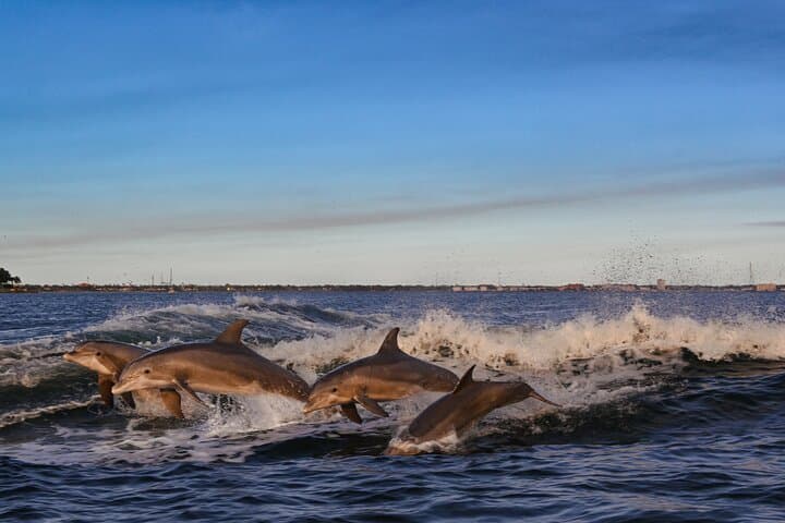 Private Boat Tour: Dolphins, Shell Island & Snorkel from Panama City Beach photo 3