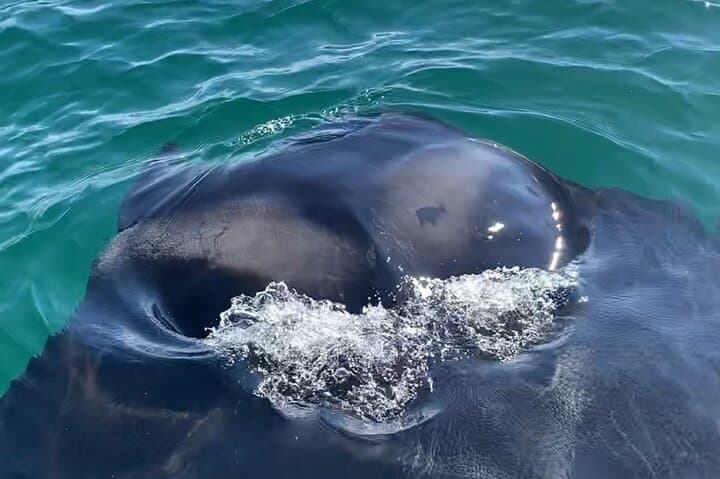 Private Boat Tour: Dolphins, Shell Island & Snorkel from Panama City Beach photo 5