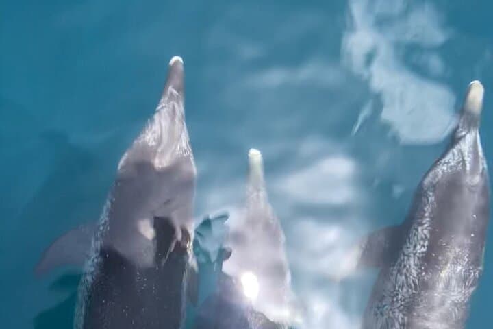 Private Boat Tour: Dolphins, Shell Island & Snorkel from Panama City Beach photo 6