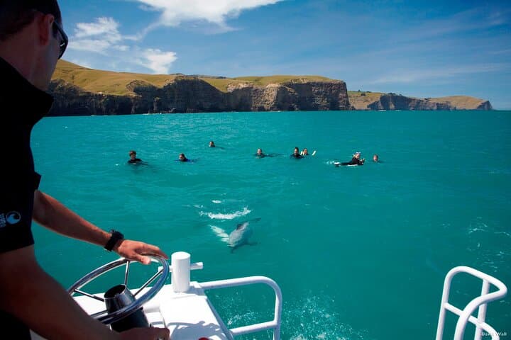 Swim with Hector’s Dolphins: Akaroa Day Trip from Christchurch photo 5