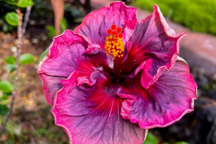 Exploring Hawaii’s Big Island: A Private Historical and Market Tour Experience photo 3