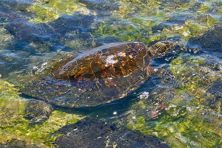 Exploring Hawaii’s Big Island: A Private Historical and Market Tour Experience photo 5