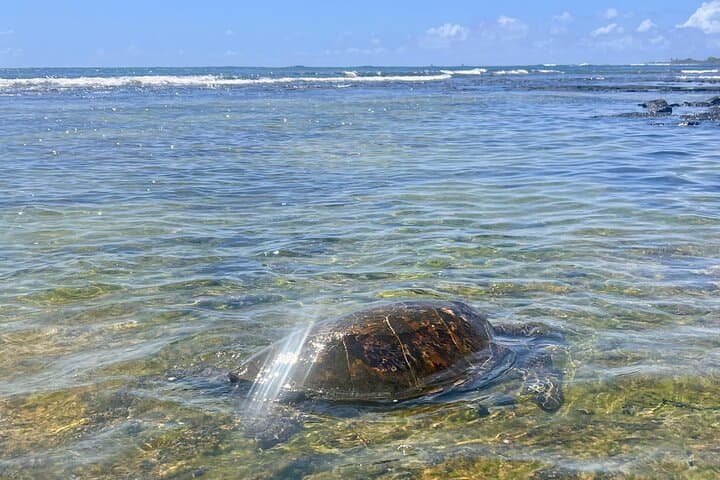 Exploring Hawaii’s Big Island: A Private Historical and Market Tour Experience photo 6