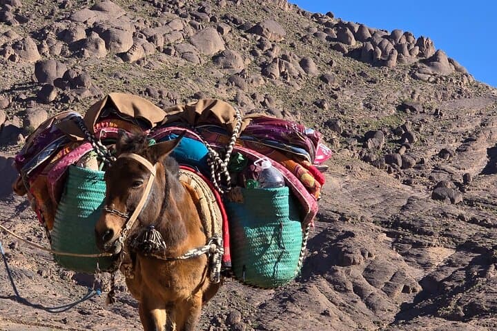 Marrakech to Jbel Saghro Trek: 5-Day Berber Trek Across the Anti-Atlas Volcanic Range photo 5