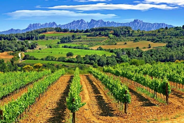 El Penedès Hike and Organic Wine Tasting from Barcelona