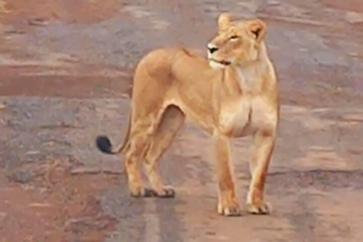 Nairobi National Park Morning Game Drive — City Skyline Safari at Dawn
