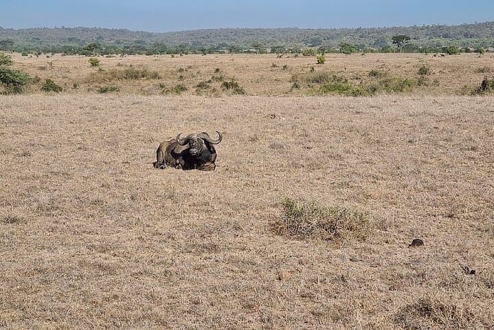 Nairobi National Park Morning Game Drive — City Skyline Safari at Dawn photo 2