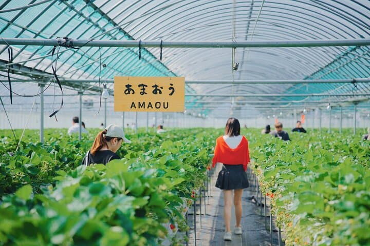 Fukuoka Strawberry Picking & Sakura Dyeing Day Trip from Hakata Station photo 2