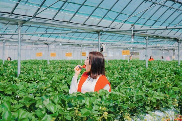 Fukuoka Strawberry Picking & Sakura Dyeing Day Trip from Hakata Station photo 4