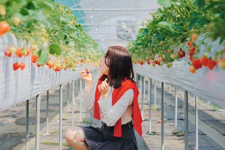 Fukuoka Strawberry Picking & Sakura Dyeing Day Trip from Hakata Station