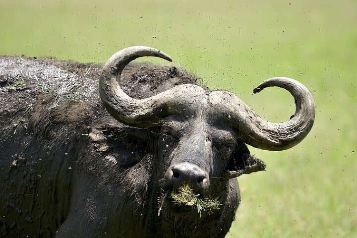 2-Day Amboseli Safari from Nairobi — Classic Game Drives with Kilimanjaro Views photo 5