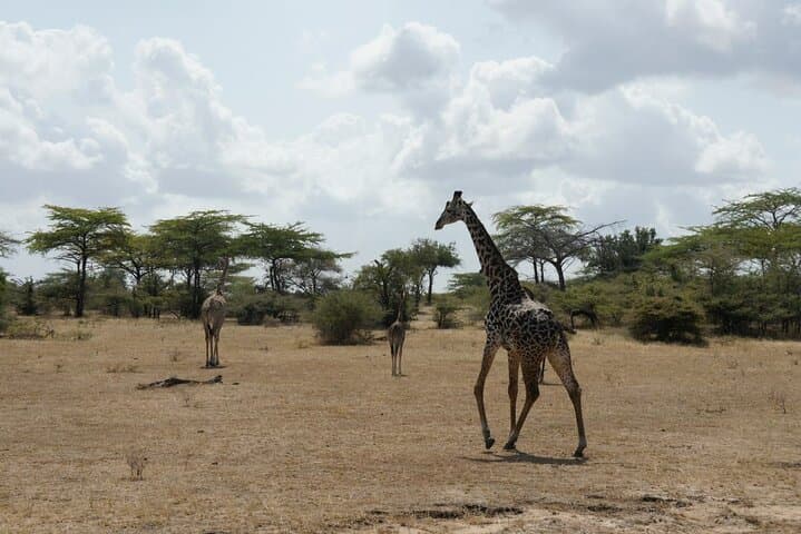 Full-Day Safari in Selous National Park: Game Drives & Rufiji River Wildlife photo 2
