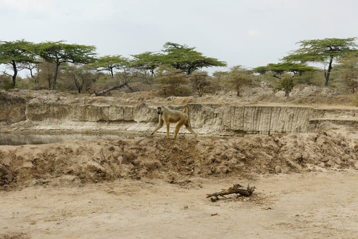 Full-Day Safari in Selous National Park: Game Drives & Rufiji River Wildlife photo 3