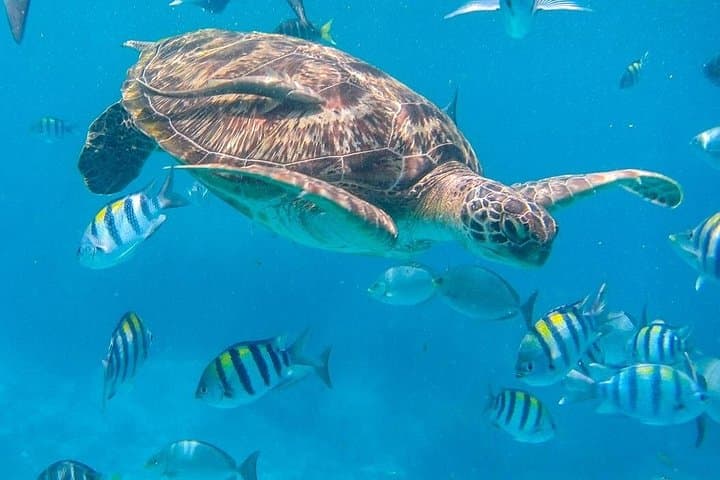 Full-Day Similan Islands Speedboat Tour from Phuket – Snorkel with Turtles & Sail Rock Hike photo 3